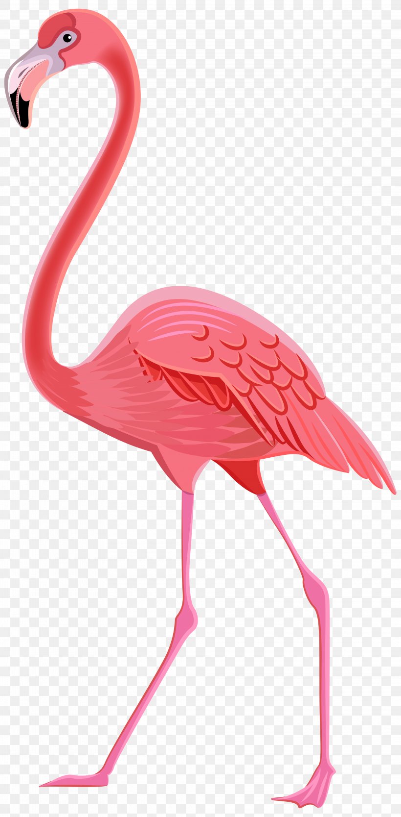 Flamingos Bird Clip Art, PNG, 3935x8000px, Bird, Animation, Beak, Drawing, Flamingo Download Free