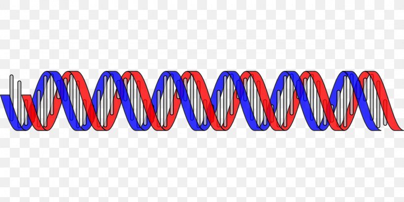 Nucleic Acid Double Helix DNA Gene Clip Art, PNG, 1280x640px, Nucleic Acid Double Helix, Biology, Blue, Brand, Cell Download Free