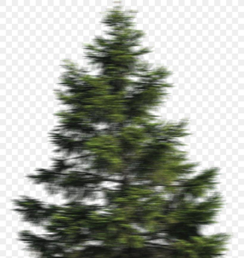 Stone Pine Clip Art Scots Pine Populus Nigra, PNG, 764x866px, Stone Pine, Biome, Christmas Decoration, Christmas Ornament, Christmas Tree Download Free