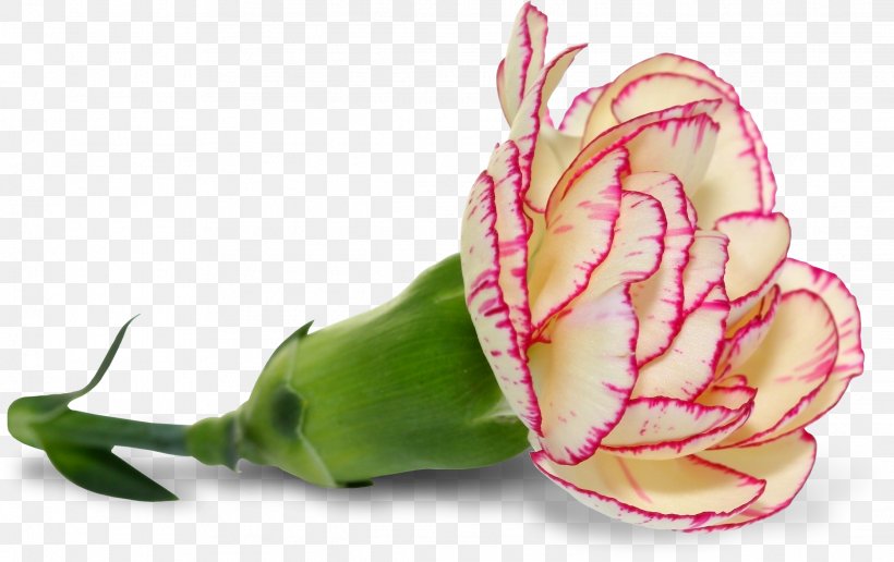 Pink Flower Petal Clip Art, PNG, 2234x1408px, Pink, Color, Cut Flowers, Flower, Flowering Plant Download Free
