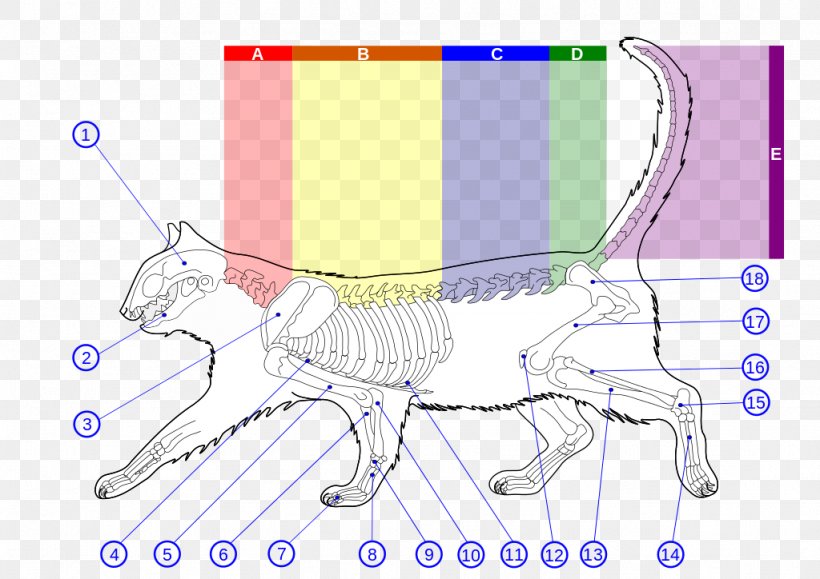 Wildcat Felidae Cat Anatomy Human Skeleton, PNG, 1024x724px, Watercolor, Cartoon, Flower, Frame, Heart Download Free