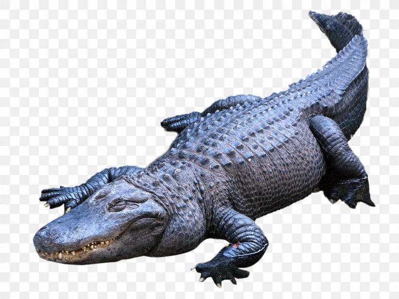 American Alligator Crocodiles Nile Crocodile, PNG, 1200x900px, American Alligator, Alligator, Animal, Animal Figure, Crocodile Download Free