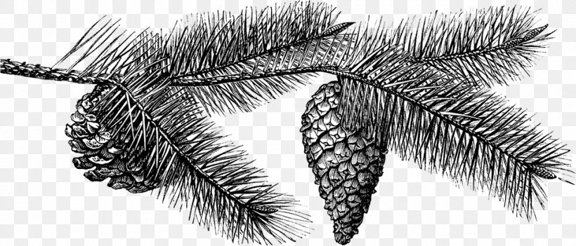 Fir Conifer Cone Drawing, PNG, 975x418px, Fir, Black And White, Branch, Cone, Conifer Download Free