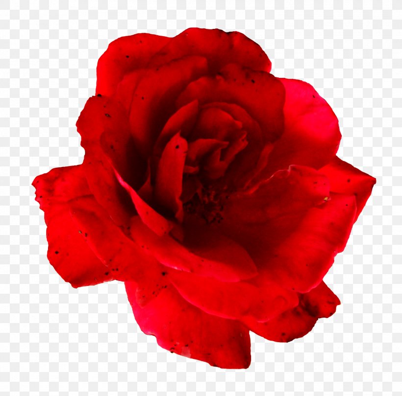 Flower Centifolia Roses Garden Roses Clip Art, PNG, 1500x1480px, Flower, Carnation, Centifolia Roses, China Rose, Cut Flowers Download Free