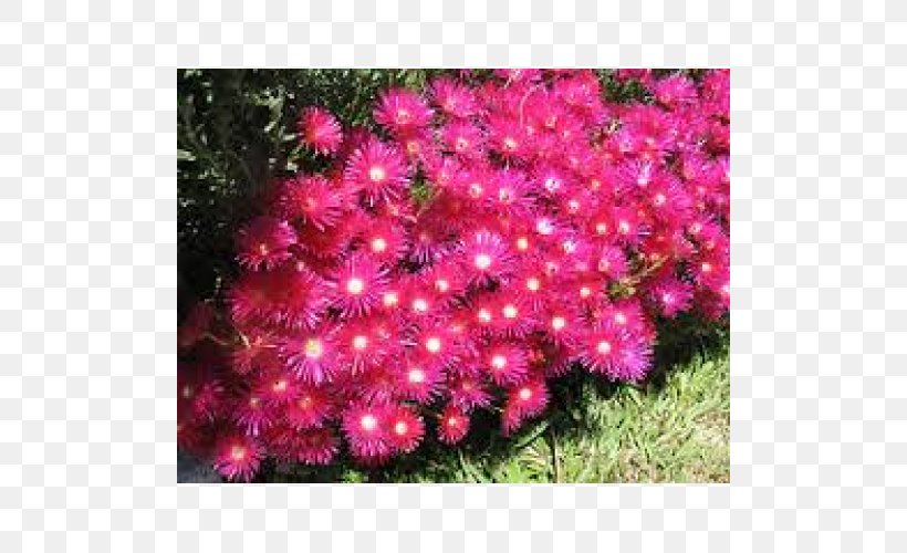 Plant Mesembryanthemum Pig Carpobrotus Edulis Color, PNG, 500x500px, Plant, Annual Plant, Aster, Color, Dendrobium Aphyllum Download Free