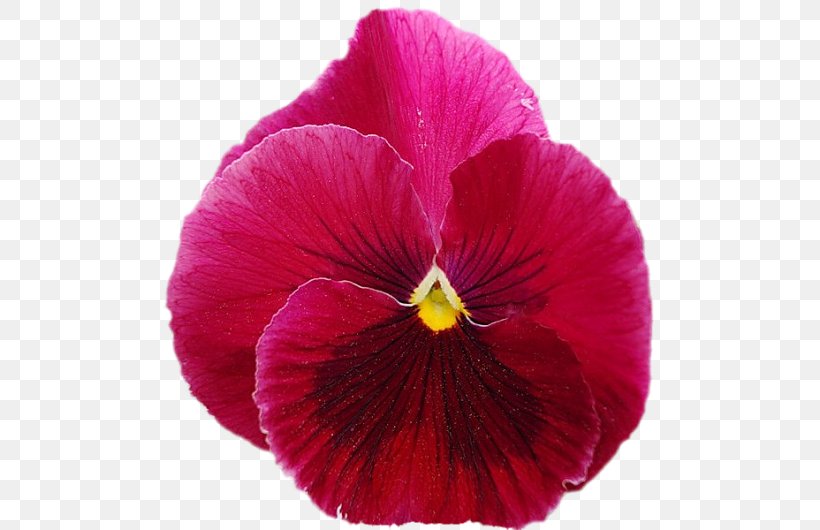 Pansy Magenta Annual Plant Petal, PNG, 500x530px, Pansy, Annual Plant, Flower, Flowering Plant, Magenta Download Free