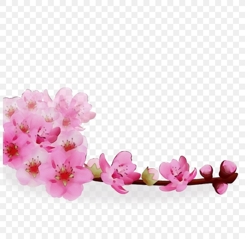 Cherry Blossom, PNG, 800x800px, Watercolor, Blossom, Branch, Cherry Blossom, Cut Flowers Download Free