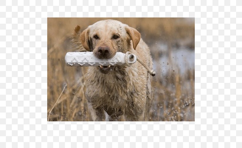 Chesapeake Bay Retriever Golden Retriever Labrador Retriever Dog Breed Companion Dog, PNG, 500x500px, Chesapeake Bay Retriever, Breed, Bumper, Carnivoran, Chesapeake Bay Download Free
