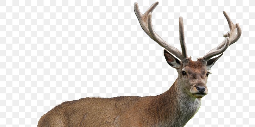 Elk White-tailed Deer DR Ultra Animal, PNG, 750x408px, Elk, Animal, Antelope, Antler, Deer Download Free