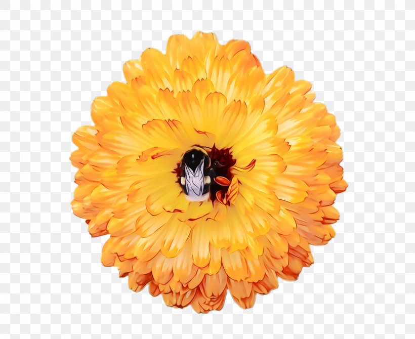 Flowers Background, PNG, 2212x1808px, Marigold, Bloom, Blossom, Calendula, Cattle Download Free