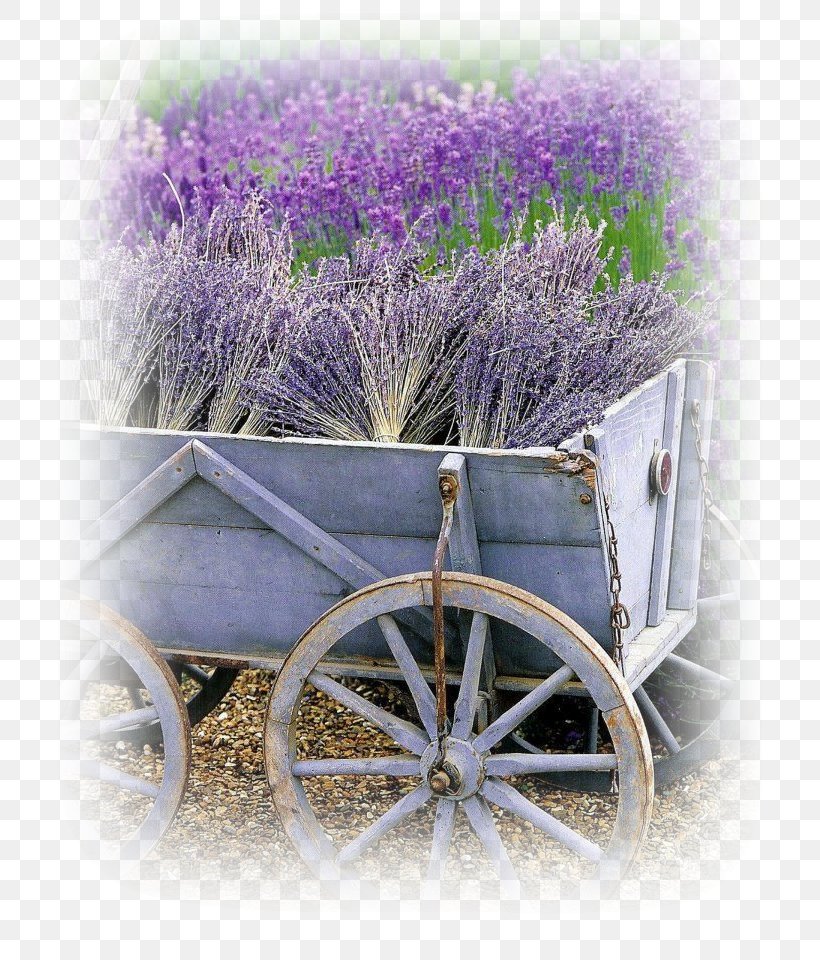 Lavander Field French Lavender Garden Flower, PNG, 704x960px, Lavander Field, Color, English Lavender, Flower, Flowering Plant Download Free