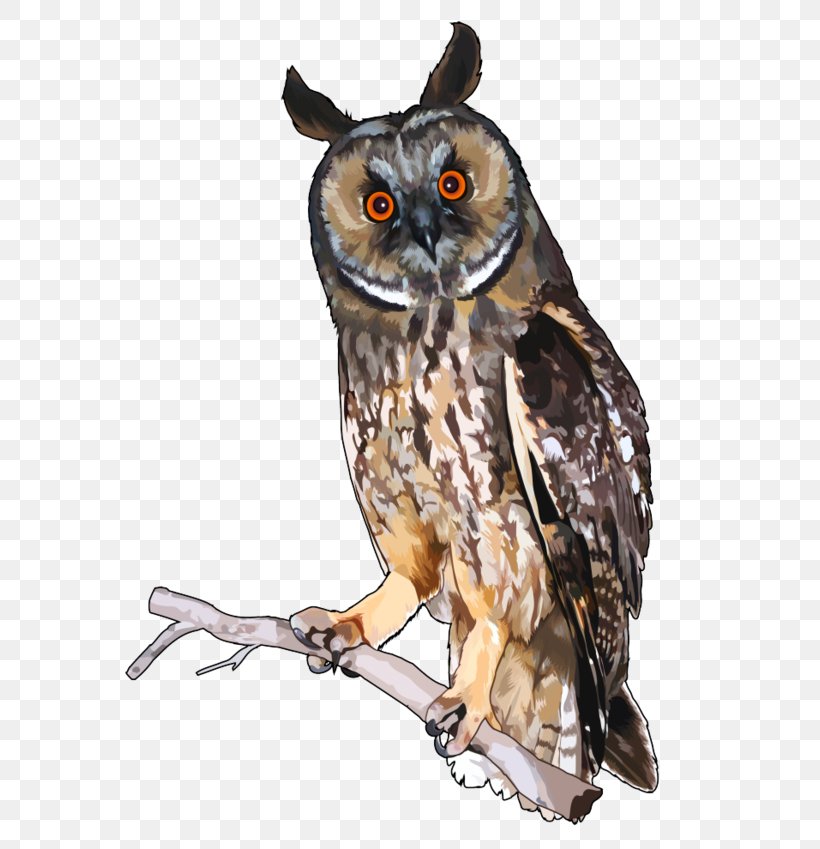 Long-eared Owl Infographic Little Owl Feather, PNG, 600x849px, Owl, Asio, Beak, Bird, Bird Of Prey Download Free