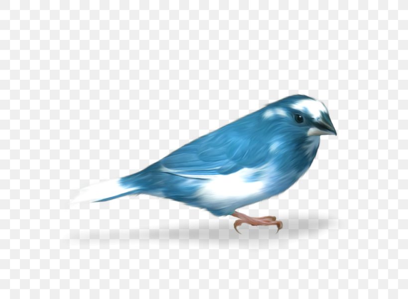 Bird Passerine Clip Art, PNG, 600x600px, Bird, Beak, Birds, Blue Jay, Bluebird Download Free