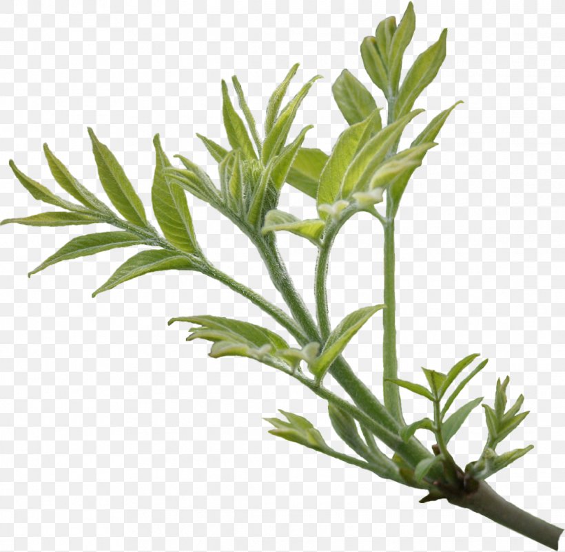 Branch Leaf Tree Ash, PNG, 1142x1118px, Branch, Ash, Crown, Herb, Herbal Download Free