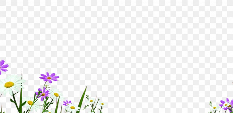 Chrysanthemum Indicum, PNG, 2086x1012px, Chrysanthemum Indicum, Chrysanthemum, Designer, Floral Design, Flower Download Free