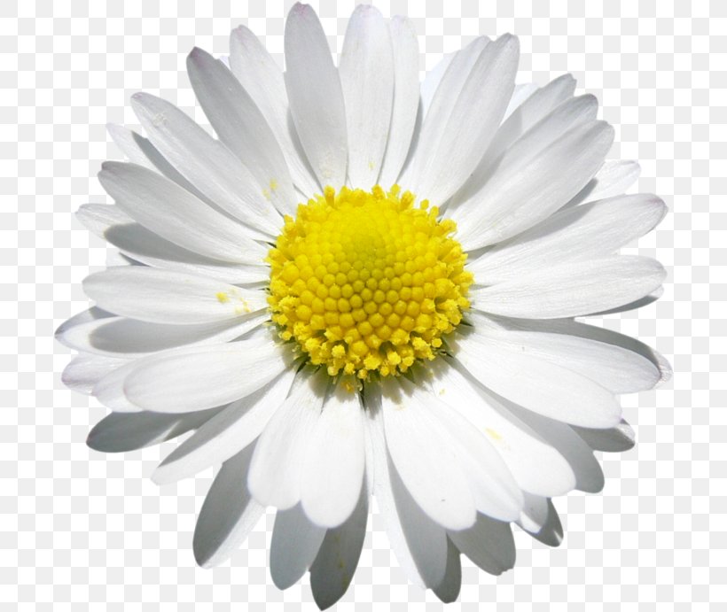Flower Common Daisy Decal Car, PNG, 700x691px, Flower, Aster, Black And White, Blue, Bud Download Free