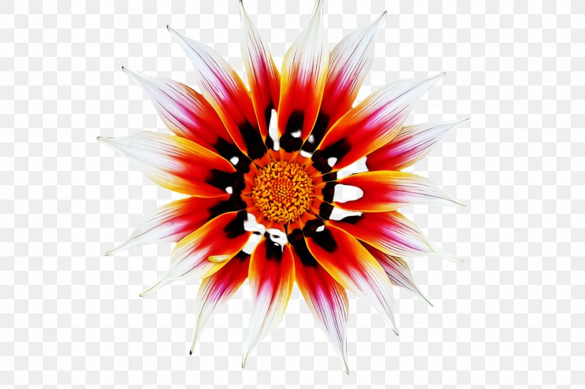 Gazania Flower Plant Petal Wildflower, PNG, 2448x1632px, Gazania, Daisy Family, Flower, Gerbera, Herbaceous Plant Download Free