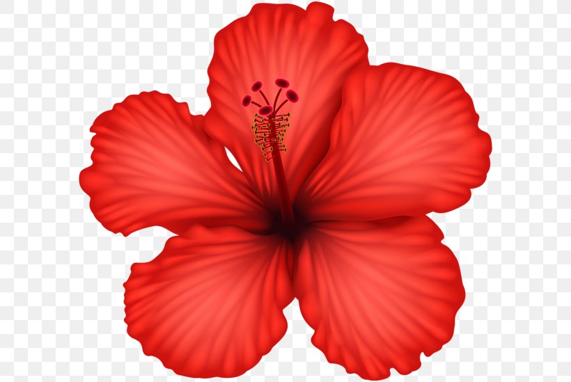 Hibiscus Alyogyne Huegelii Flower Clip Art, PNG, 600x549px, Hibiscus, Alyogyne Huegelii, China Rose, Chinese Hibiscus, Color Download Free