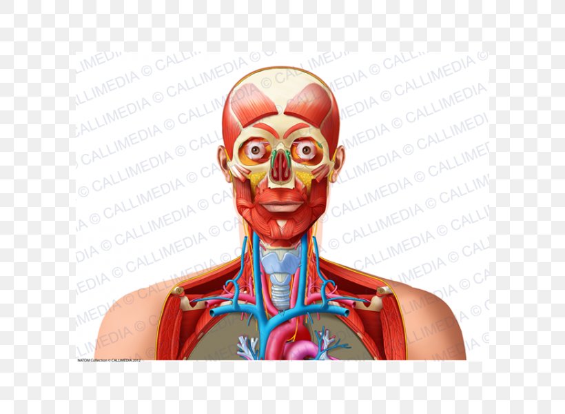 Homo Sapiens Human Anatomy & Physiology Shoulder Neck Blood Vessel, PNG, 600x600px, Watercolor, Cartoon, Flower, Frame, Heart Download Free
