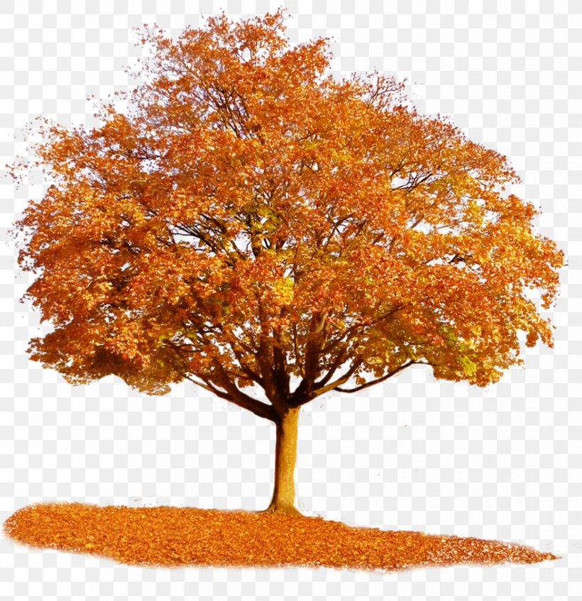 Tree Autumn Maple Clip Art, PNG, 879x908px, Tree, Autumn, Autumn Leaf Color, Deciduous, Display Resolution Download Free