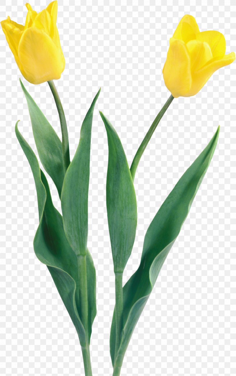Tulip Flower Digital Image Clip Art, PNG, 2506x4000px, Tulip, Bud, Cut Flowers, Diary, Digital Image Download Free