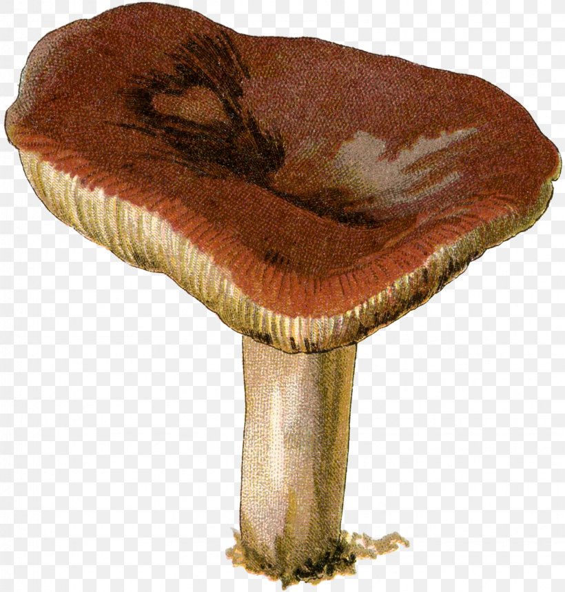 Agaricaceae Edible Mushroom Medicinal Fungi Medicine, PNG, 1718x1800px, Agaricaceae, Agaricomycetes, Edible Mushroom, Fungus, Medicinal Fungi Download Free