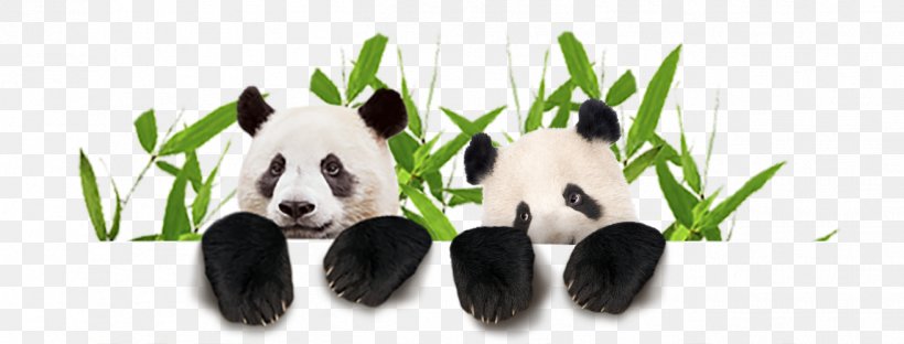 Giant Panda Ouwehands Zoo Bear Clip Art, PNG, 1313x500px, Giant Panda, Animal, Animal Figure, Bamboo, Bear Download Free