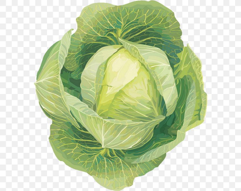 Leaf Vegetable Cabbage Clip Art, PNG, 590x650px, Vegetable, Bell Pepper, Cabbage, Cauliflower, Collard Greens Download Free