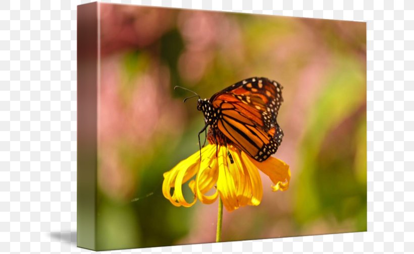 Monarch Butterfly Pieridae Lycaenidae Gallery Wrap, PNG, 650x504px, Monarch Butterfly, Art, Brush Footed Butterfly, Butterfly, Canvas Download Free