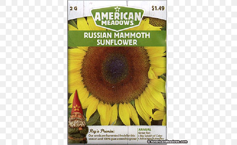 Sunflower Seed Sunflower M Sunflowers, PNG, 500x500px, Sunflower Seed, Daisy Family, Flora, Flower, Flowering Plant Download Free