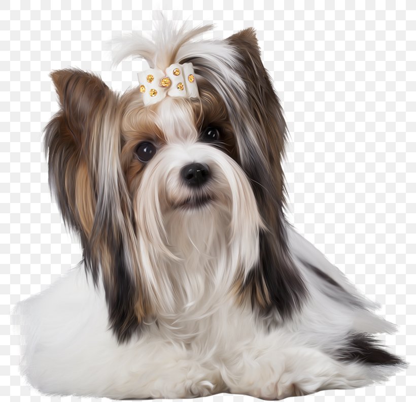 Yorkshire Terrier Morkie Shih Tzu Biewer Terrier Havanese Dog, PNG, 800x792px, Yorkshire Terrier, Animal, Biewer Terrier, Breed, Carnivoran Download Free