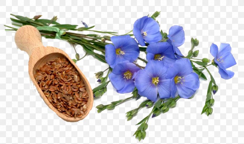 Flax Lignan Plant Secoisolariciresinol Diglucoside Linseed Oil, PNG, 865x510px, Watercolor, Cartoon, Flower, Frame, Heart Download Free