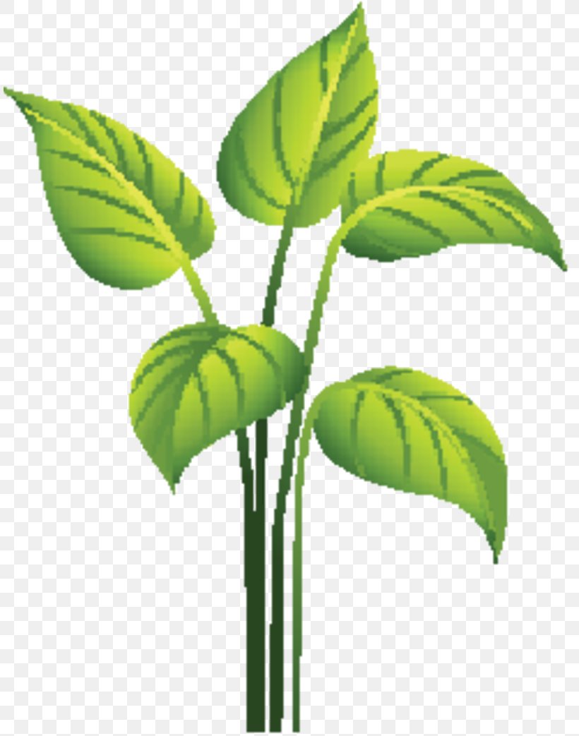 Leaf Plant Stem Herbalism Plants, PNG, 809x1043px, Leaf, Botany, Flower, Flowering Plant, Herb Download Free