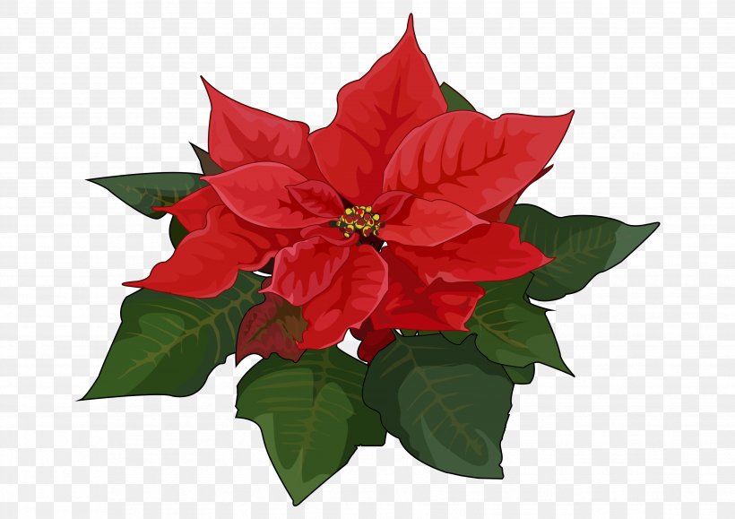 Poinsettia Flower Oleander Plant Christmas, PNG, 3508x2480px, Poinsettia, Christmas, Christmas Eve, Cut Flowers, Flower Download Free