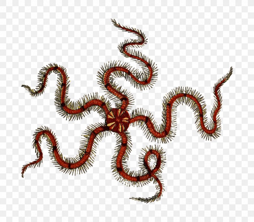 Clip Art Brittle Stars Starfish Openclipart, PNG, 823x720px, Brittle Stars, Drawing, Fictional Character, Insect, Invertebrate Download Free