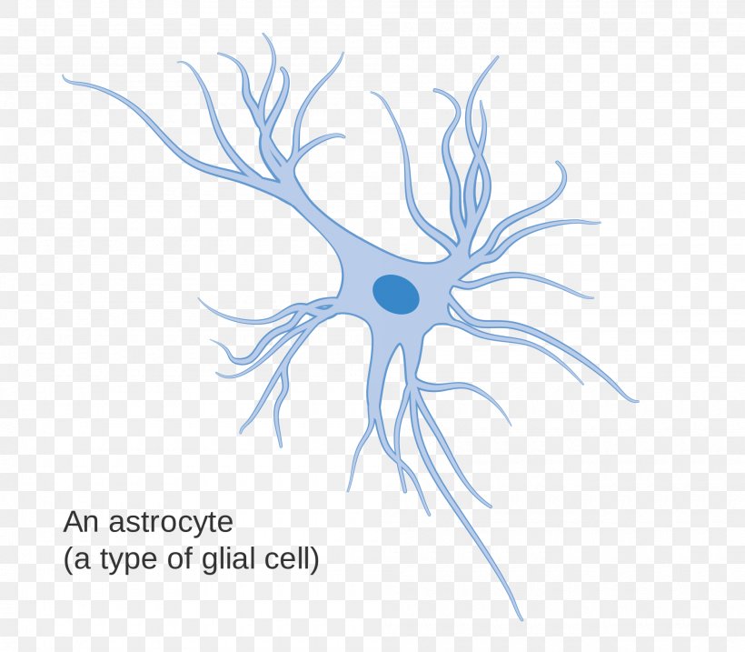 Glia Astrocyte Neuron Cell The Structure Of The Body, PNG, 2000x1750px, Watercolor, Cartoon, Flower, Frame, Heart Download Free