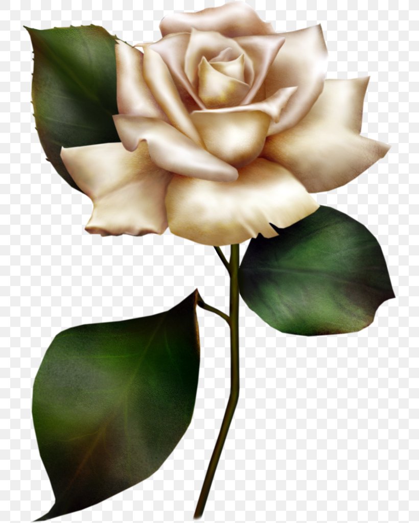 Rose White Free Content Clip Art, PNG, 732x1024px, Rose, Blog, Bud, Cut Flowers, Drawing Download Free