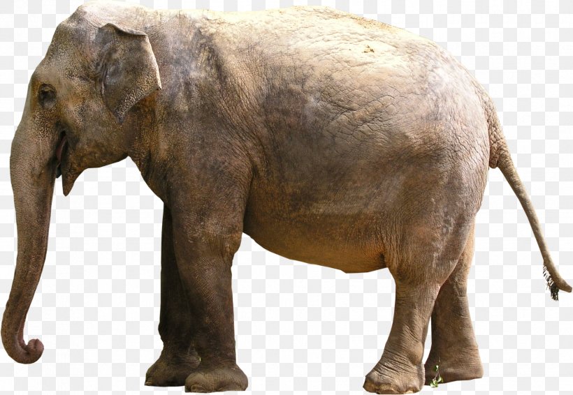Indian Elephant African Elephant, PNG, 1753x1210px, 3d Computer Graphics, Indian Elephant, African Elephant, Asian Elephant, Digital Image Download Free