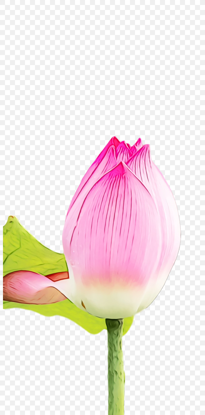 Plant Stem Petal Cut Flowers Bud Close-up, PNG, 796x1658px, Lotus Flower, Biology, Bud, Closeup, Cut Flowers Download Free