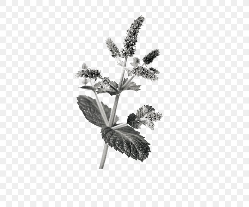 Apple Mint Mentha Spicata Euclidean Vector, PNG, 504x680px, Apple Mint, Black And White, Herb, Leaf, Mentha Spicata Download Free