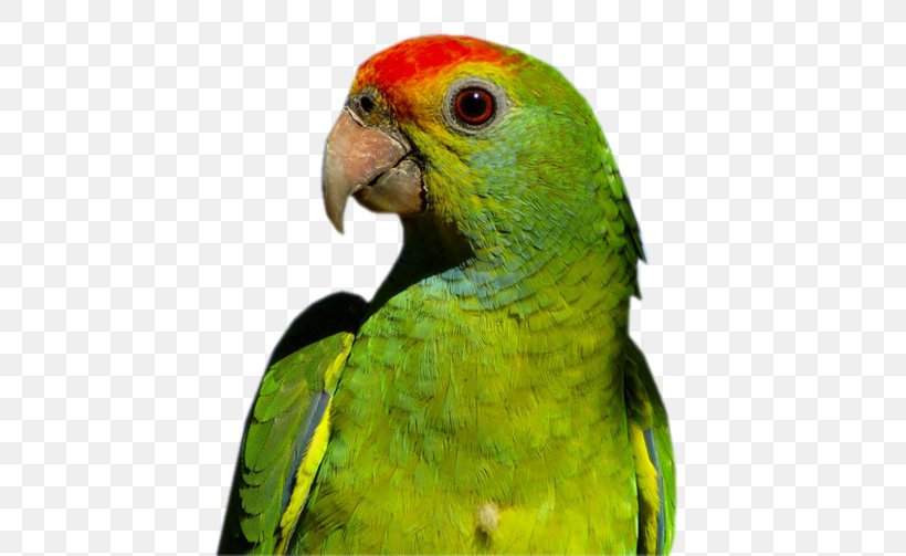 Bird Red-browed Amazon Budgerigar Macaw Companion Parrot, PNG, 600x503px, Bird, Amazon Parrot, Beak, Budgerigar, Cockatiel Download Free