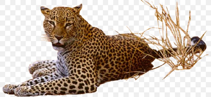 Cats Cartoon, PNG, 800x378px, Leopard, Adaptation, African Leopard, Animal Figure, Cheetah Download Free