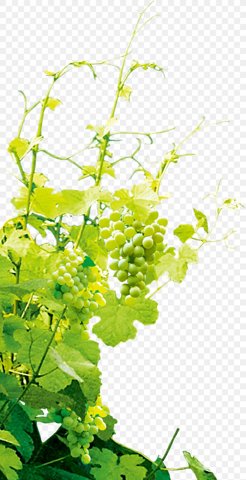 Grape, PNG, 1029x2012px, Wine, Branch, Flora, Floral Design, Flower Download Free