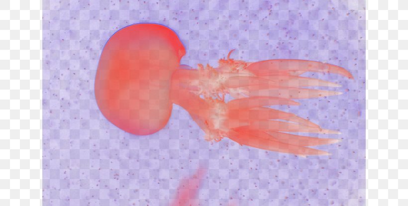 Jellyfish Marine Biology Close-up Sky, PNG, 650x414px, Jellyfish, Biology, Close Up, Closeup, Invertebrate Download Free
