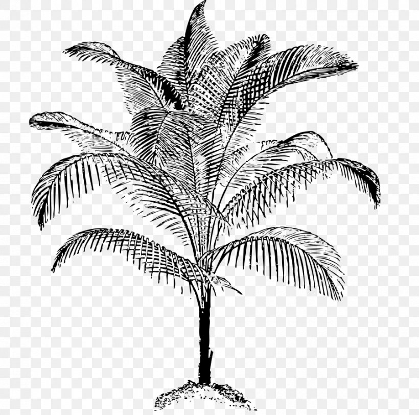 Arecaceae Coconut Drawing Clip Art, PNG, 900x892px, Arecaceae, Arecales, Black And White, Branch, Coconut Download Free