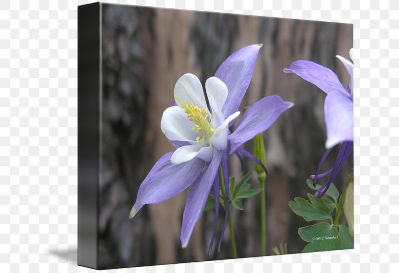 Columbine Bellflower Family Petal Violet Bellflowers, PNG, 650x560px, Columbine, Bellflower Family, Bellflowers, Family, Flora Download Free