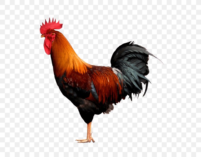Egg Cartoon, PNG, 591x640px, Rooster, Beak, Bird, Chicken, Cock Egg Download Free