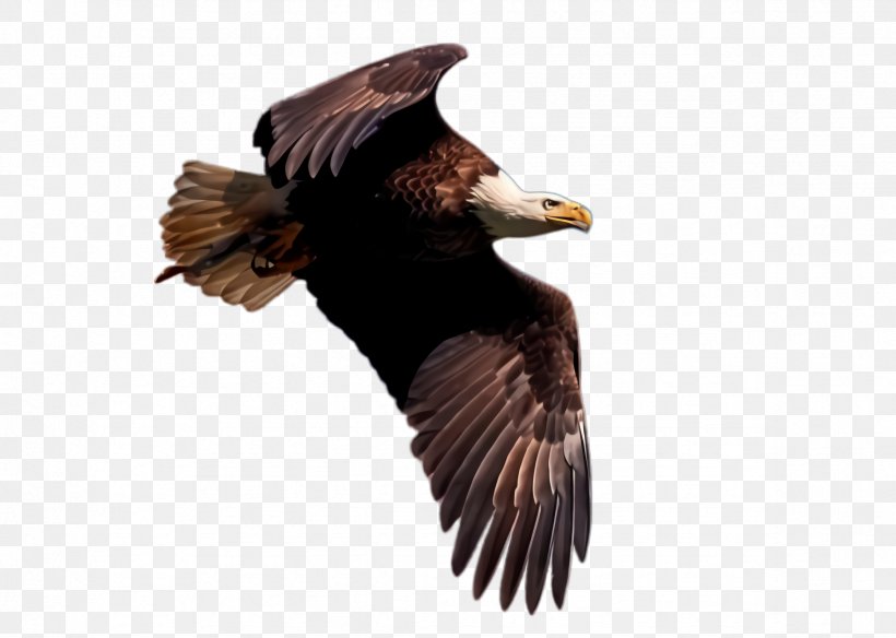 Flying Bird Background, PNG, 2368x1688px, Flying Eagle, Accipitridae, Bald Eagle, Beak, Bird Download Free