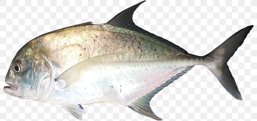 Giant Trevally Milkfish Pelagic Fish Animal, PNG, 800x386px, Giant Trevally, Animal, Animal Figure, Carangidae, Caranx Download Free