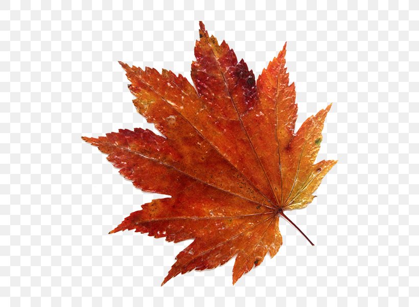 Leaf Acer Japonicum Photography Acer Shirasawanum Autumn, PNG, 600x600px, Leaf, Acer Japonicum, Acer Shirasawanum, Autumn, Getty Images Download Free